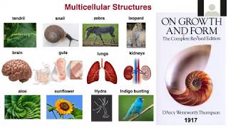 June 22, 2020: The Physics of Life. Multicellular structure formation in 3D