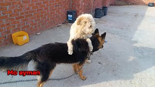 German Shepherd Tells Egyptian Dog That Playtime Is Over The Dodo #animals #dogs #viral #mo_ayman