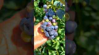 Getting Blueberry Seedlings Ready #satisfying #shot