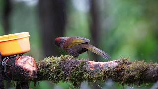 Chestnut Crowned Laughingthrush in Slow Motion