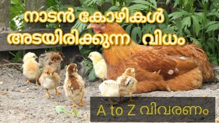 നാടൻ കോഴികൾ അടയിരിക്കുന്ന വിധo||nadan kozhi available for sale||A to Z വിവരണം|FIZA'S WORLD