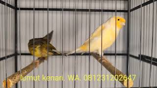 kenari gacor 🐦 betina siap breding‼️ kini hadir kembali 😀monggo bos QU gas kan keburu ludes‼️