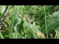 common green grasshopper omocestus viridulus