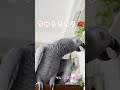 【おしゃべりインコ】朝から可愛い事言ってくれるインコ shorts ヨウム めいちゃん めいチャンネル おしゃべりインコ 癒し 鳥