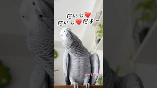 【おしゃべりインコ】朝から可愛い事言ってくれるインコ#shorts #ヨウム #めいちゃん #めいチャンネル #おしゃべりインコ  #癒し #鳥