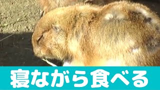 睡魔に襲われるプレーリードック　寝ながら草を食べる　到津の森公園