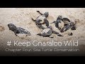 #KeepGnaralooWild - Chapter Four: Sea Turtle Conservation