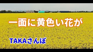 「TAKAさんぽ」北海道にも一面に黄色い花が咲き始めた…あちこちで菜の花や色々な花が咲き、夏に向けて一気に季節が変わり始めている。