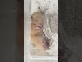 ミルクたん赤ちゃんみたい🐹👶❤️🍼 ハムスター日記 ハムスター ハムちゃん pets かわいい 可愛い キンクマハムスター