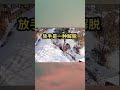 雪打滑爬不上坡後滑下去了！ 道路 汽車 雪天