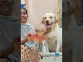 🔥gakahar எப்போதும் சமத்து பிள்ள தான்💥 #dogsvideo #petlover #dog #funny #puppy #love #vlog #gakahar