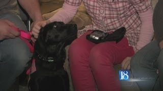 Diabetes alert dog helps kids stay safe