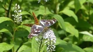 Forbidden Love of Fritillary Butterfly ミドリヒョウモン♂がメスグロヒョウモン♀に求愛（交尾拒否行動）