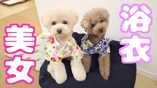 兄犬に続き妹犬もトリミングで浴衣が似合う美女になって帰ってきました♪