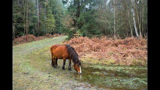 Ponies at Acres Down