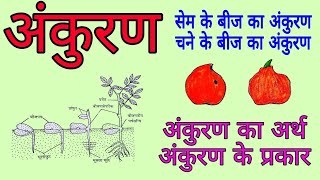 अंकुरण की परिभाषा | अंकुरण के प्रकार | सेम और चने के बीज का अंकुरण |  Germination of Seeds in hindi