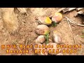 6 acre தென்னந்தோப்பு செம்மண்பூமி investment agriculture coconut farm land road base sale in pollachi