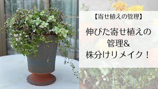 【寄せ植えの管理】伸びた寄せ植えのお手入れとリメイク方法