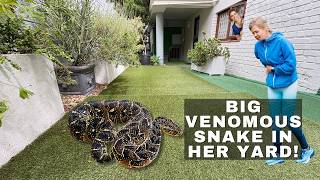 BIG venomous snake in her yard.