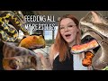 FEEDING ALL MY REPTILES (and Frog) | Ellie's Exotics 🐍