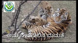 #NWCCwildlife#  ಮಮತೆಯ ಮಡಿಲು. cute tiger cubs