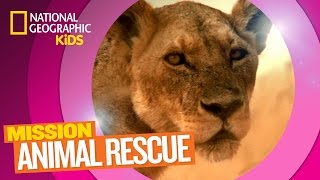 Lions and How to Save Them 🦁 | Mission Animal Rescue