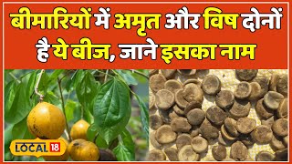 Strychnine tree Benefits: ये बीज ठीक मात्रा में नहीं खाया तो हो सकती है मौत, जाने उसका नाम #local18