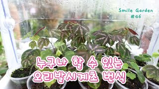 Smile Garden #46 오리발시계초를 아세요? 꽥꽥 오리발을 닮은 오리발시계초의 번식방법을 알려드려요~