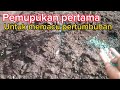 Pemupukan pertama pohon alpukat usia tiga bulan