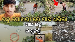 ଚନ୍ଦୁ ପୋଖରୀ ରେ ମାଛ ଧରିଲା  || ମାଛ ସବୁ ଭାସୁଛନ୍ତି || #odia #fishing #fish