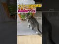 保護した子猫ちゃん 骨折してました💦 　　 保護子猫