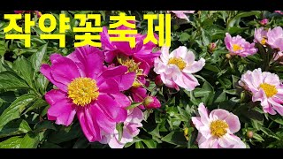 영천 작약꽃축제 Peony Flowers Festival