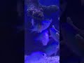 ついに魚群の映像を捉えた！！！