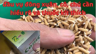 LÚA 2 NGÀY NHÌN THẤY, LỢI CỦA COMCAT, VÀ HẠI CỦA THUỐC KÍT THÍCH