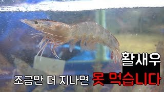 활새우(대하X)이제 곧 먹고싶어도 못먹습니다.