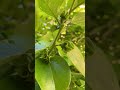 #Shorts | Persimmon Bloom Stages - Persimmon Tree Blooming