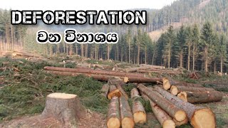 වන විනාශය | Deforestation | වන විනාශයේ බලපෑම 🌲🌴 | Sample Stop Motion Video | @kamemez9599 #stopmotion