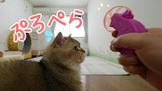 飼い猫とプロペラ玩具で遊んだらこうなった！🚁