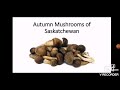 the mw autumn mushrooms of saskatchewan