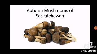 The MW - Autumn Mushrooms of Saskatchewan