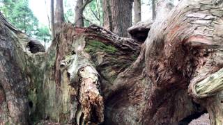 幻想の森 山形県戸沢村