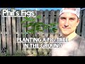 It's Easy! Planting a Fig Tree In The Ground - The Best Fruit Tree To Grow