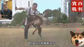 训犬问题的根源～碎片式学习