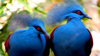 Victoria crowned pigeon birds (HD1080p)