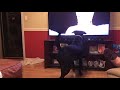 Lady Gaga gives my dog the feels
