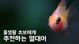 열대어 초보에게 추천하는 열대어 / 사랑스러운 골든볼 라미네지