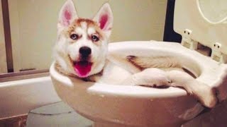 🤣 Funniest 🐶 Dogs And 😻 Cats - Try Not To Laugh - Funny Pet Animals' Life 😇