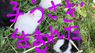 子ウサギ出てきた❣😊😊😊　自然農法果樹園アイアイファーム　自然農法家ともちゃん　2024/2 / 4/茨城県常陸大宮市野上