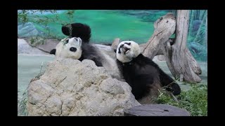 20220314 圓寶啃竹花樣多 圓圓吃飽給奶喝(早餐) Giant Panda Yuan Yuan \u0026 Yuan Bao