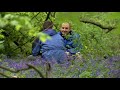 springwatch 2013 bluebells and ancient woods in staffordshire